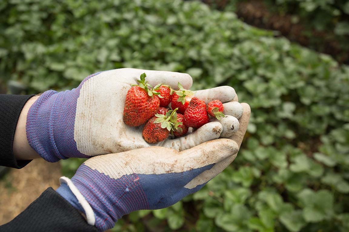 SLU Urban Garden Gloved hands holding strawberries over a green patch of plants