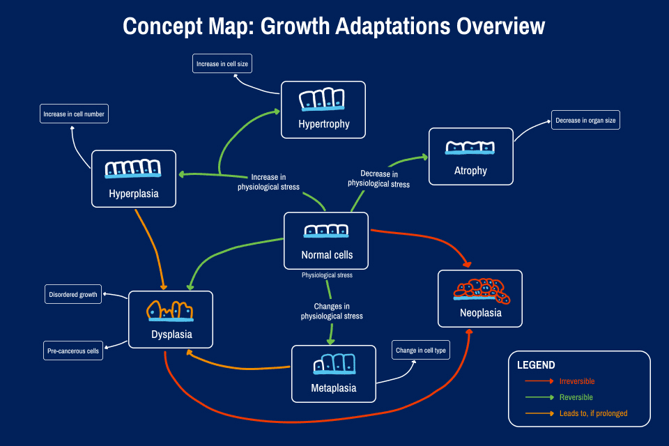 Cell Growth Mind-Map example Graphic shows an example of mind-mapping connecting different concepts of cell growth adaptations, including hyperplasia, hypertrophy, atrophy, neoplasia, metaplasia and dysplasia. Arrows connect these concepts to normal cells to show how one leads to the other.